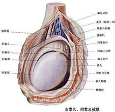 精囊炎有哪些临床症状表现?
